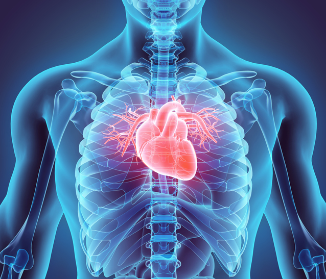 New Heart-On-A-Chip Could Speed Drug Development