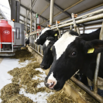 Dairy Robots